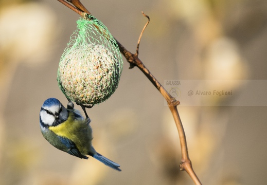 CINCIARELLA; Blue Tit; Parus caeruleus