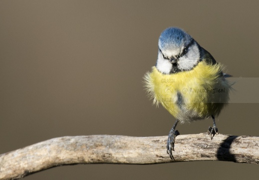 CINCIARELLA; Blue Tit; Parus caeruleus