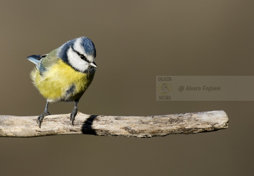 CINCIARELLA; Blue Tit; Parus caeruleus