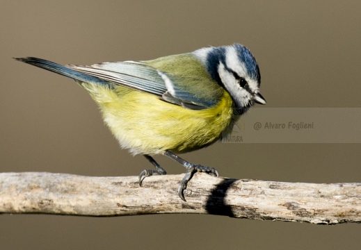 CINCIARELLA; Blue Tit; Parus caeruleus