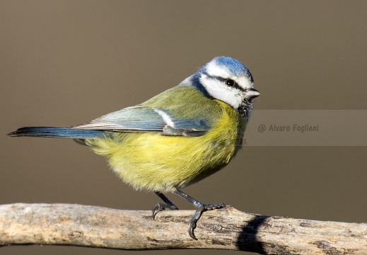 CINCIARELLA; Blue Tit; Parus caeruleus