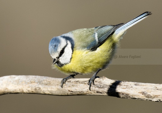 CINCIARELLA; Blue Tit; Parus caeruleus