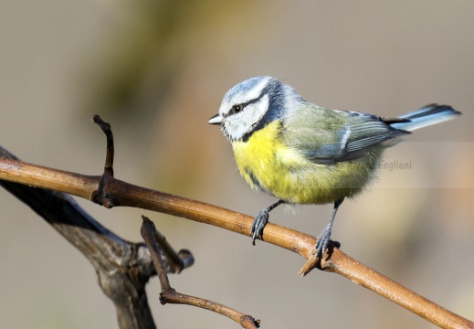 CINCIARELLA; Blue Tit; Parus caeruleus