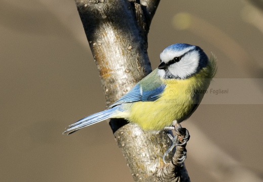 CINCIARELLA; Blue Tit; Parus caeruleus
