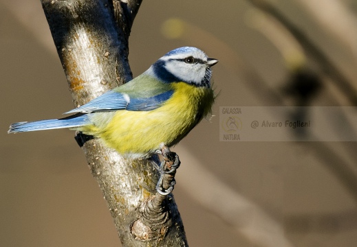 CINCIARELLA; Blue Tit; Parus caeruleus