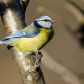 CINCIARELLA; Blue Tit; Parus caeruleus