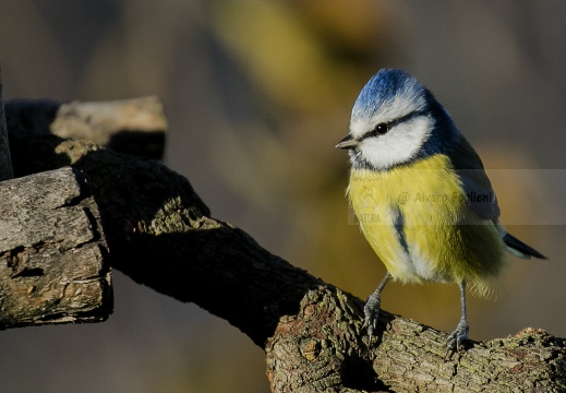CINCIARELLA; Blue Tit; Parus caeruleus