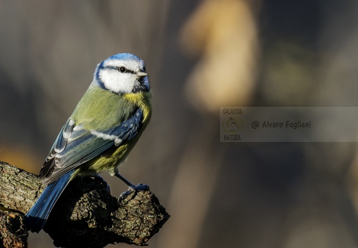 CINCIARELLA; Blue Tit; Parus caeruleus