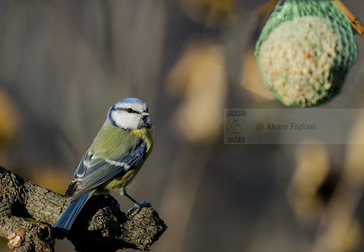 CINCIARELLA; Blue Tit; Parus caeruleus