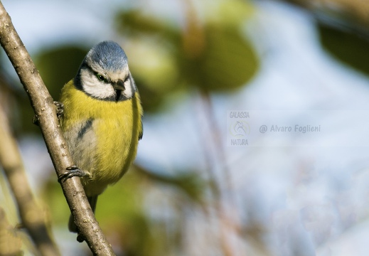 CINCIARELLA; Blue Tit; Parus caeruleus