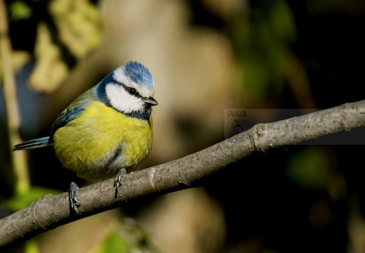CINCIARELLA; Blue Tit; Parus caeruleus