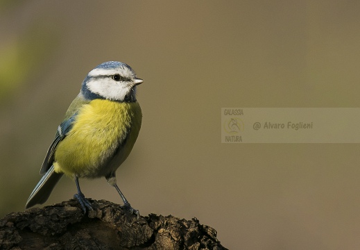 CINCIARELLA; Blue Tit; Parus caeruleus
