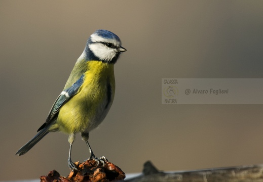 CINCIARELLA; Blue Tit; Parus caeruleus