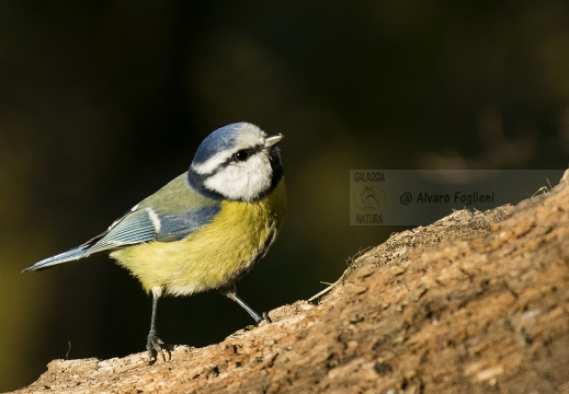 CINCIARELLA; Blue Tit; Parus caeruleus