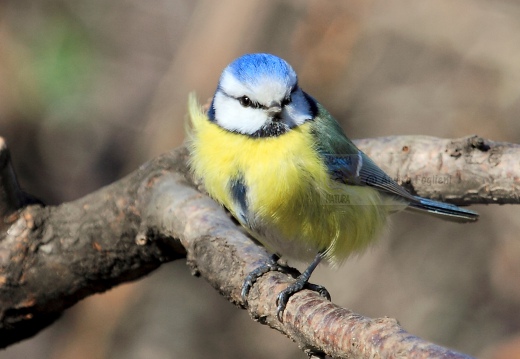 CINCIARELLA; Blue Tit; Parus caeruleus