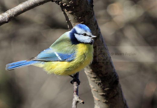 CINCIARELLA; Blue Tit; Parus caeruleus