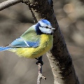 CINCIARELLA; Blue Tit; Parus caeruleus