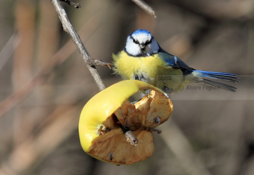 CINCIARELLA; Blue Tit; Parus caeruleus