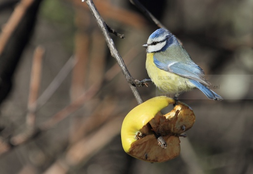 CINCIARELLA; Blue Tit; Parus caeruleus