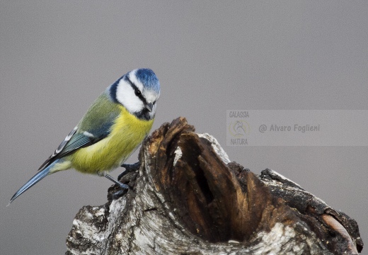 CINCIARELLA; Blue Tit; Parus caeruleus