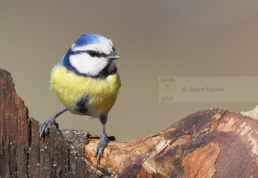 CINCIARELLA; Blue Tit; Parus caeruleus