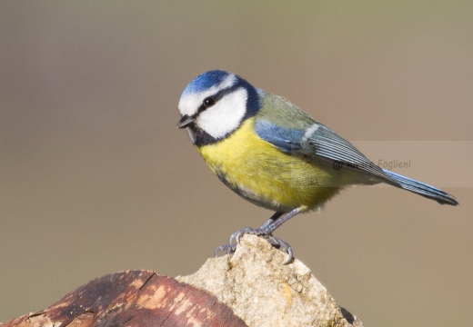 CINCIARELLA; Blue Tit; Parus caeruleus