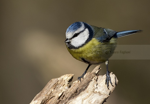 CINCIARELLA; Blue Tit; Parus caeruleus
