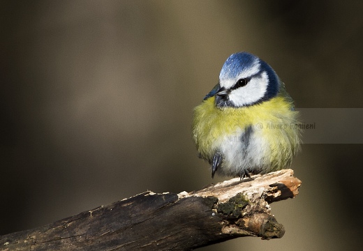 CINCIARELLA; Blue Tit; Parus caeruleus
