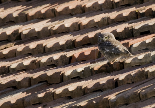 CIVETTA; Little Owl; Athene noctua