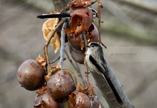 CODIBUGNOLO; Long-tailed Tit; Aegithalos caudatus 