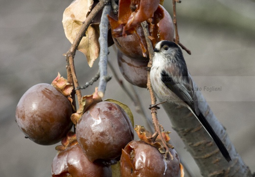 CODIBUGNOLO; Long-tailed Tit; Aegithalos caudatus 