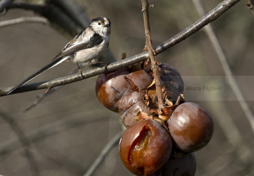 CODIBUGNOLO; Long-tailed Tit; Aegithalos caudatus 