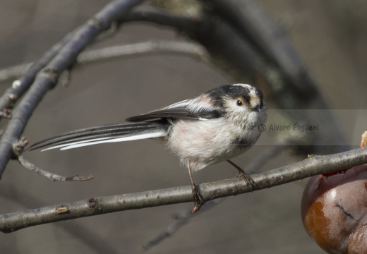 CODIBUGNOLO; Long-tailed Tit; Aegithalos caudatus 