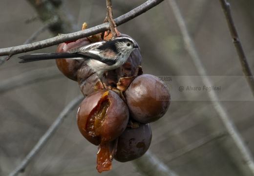 CODIBUGNOLO; Long-tailed Tit; Aegithalos caudatus 