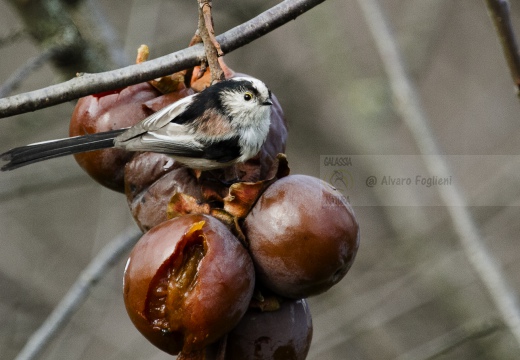 CODIBUGNOLO; Long-tailed Tit; Aegithalos caudatus 