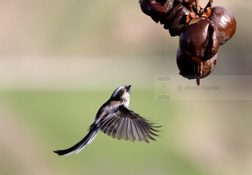 CODIBUGNOLO; Long-tailed Tit; Aegithalos caudatus 