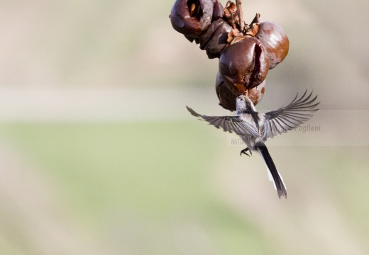 CODIBUGNOLO; Long-tailed Tit; Aegithalos caudatus 