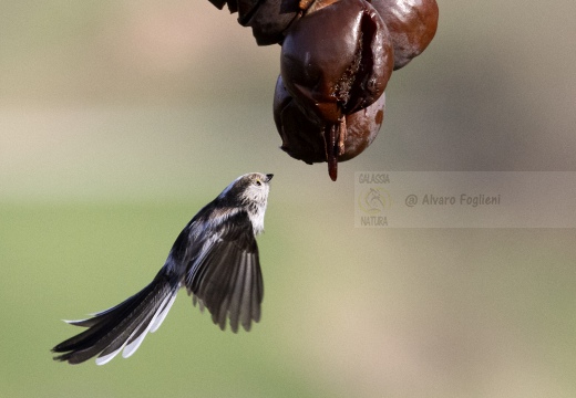 CODIBUGNOLO; Long-tailed Tit; Aegithalos caudatus 