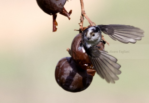 CODIBUGNOLO; Long-tailed Tit; Aegithalos caudatus 