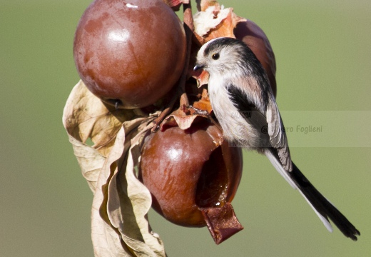 CODIBUGNOLO; Long-tailed Tit; Aegithalos caudatus 