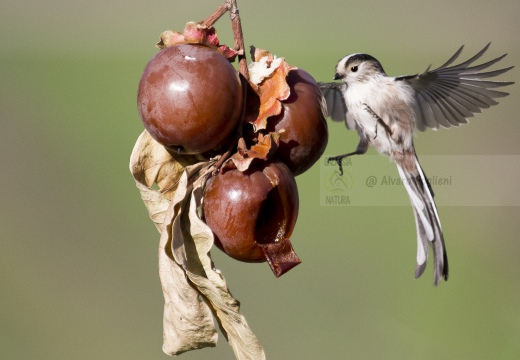 CODIBUGNOLO; Long-tailed Tit; Aegithalos caudatus 