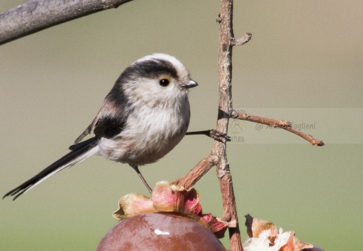 CODIBUGNOLO; Long-tailed Tit; Aegithalos caudatus 