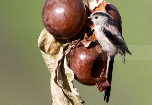 CODIBUGNOLO; Long-tailed Tit; Aegithalos caudatus 