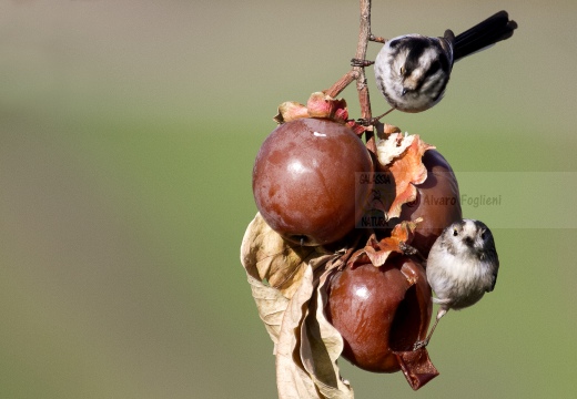 CODIBUGNOLO; Long-tailed Tit; Aegithalos caudatus 