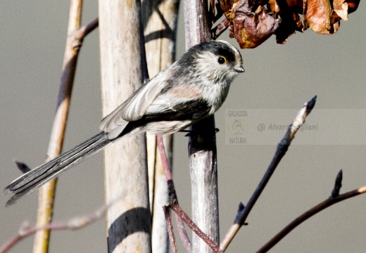 CODIBUGNOLO; Long-tailed Tit; Aegithalos caudatus 