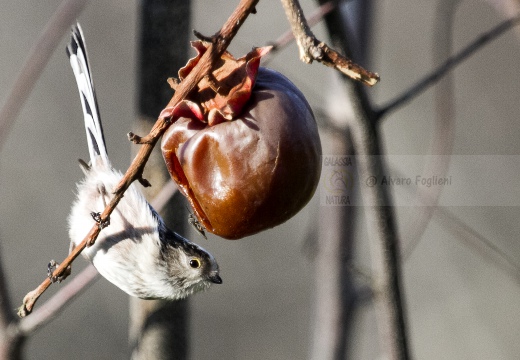 CODIBUGNOLO; Long-tailed Tit; Aegithalos caudatus 