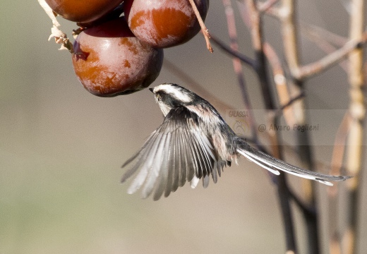 CODIBUGNOLO; Long-tailed Tit; Aegithalos caudatus 