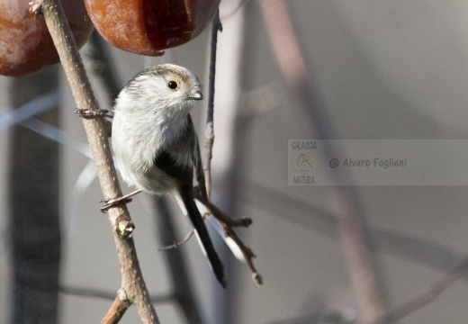 CODIBUGNOLO; Long-tailed Tit; Aegithalos caudatus 