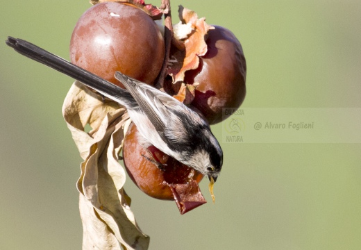 CODIBUGNOLO; Long-tailed Tit; Aegithalos caudatus 