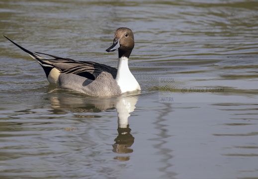 CODONE; Pintail; Canard pilet; Anas acuta 